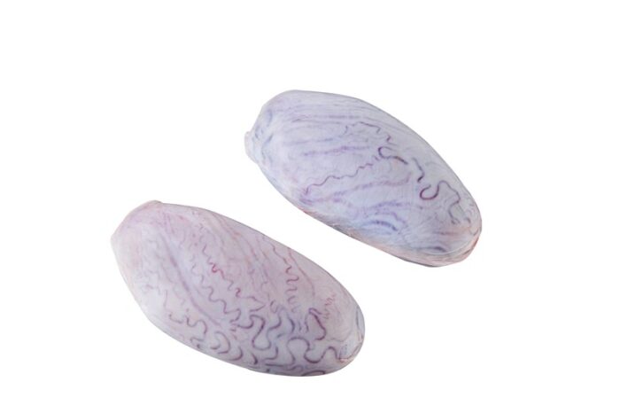 Testículos / Testicles - Image 1