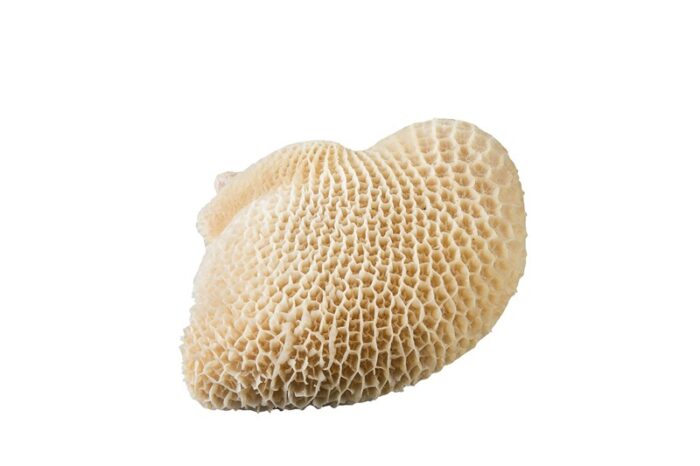 Colméia / Honeycomb - Image 1