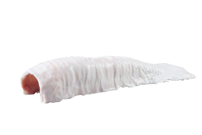 Traqueia / Trachea - Image 1