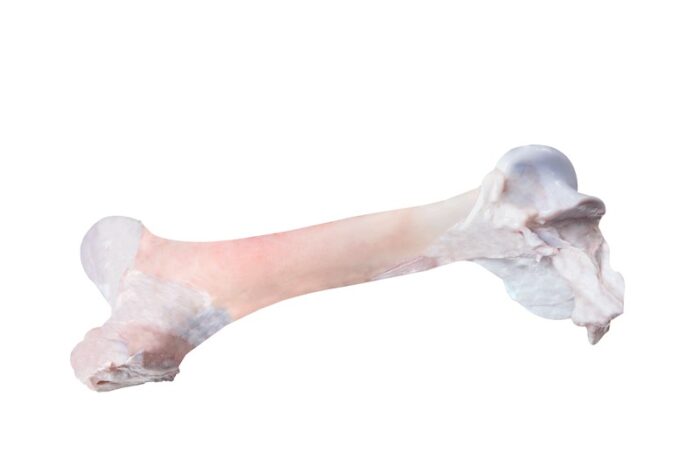 Fêmur / Femur - Image 1